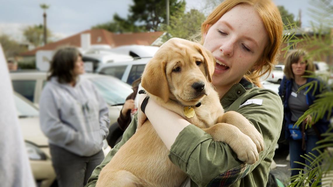 Paws for the Cause, a 4-H club that is part of UA Cooperative Extension, raises dogs from the ages of 8 weeks to 14 months to be guide dogs for the blind or visually impaired. Paws for the Cause, a 4-H club that is part of UA Cooperative Extension, raises dogs from the ages of 8 weeks to 14 months to be guide dogs for the blind or visually impaired.